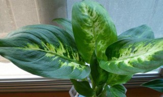 万年青冬天怎么养才能安全过冬?(万年青冬天在室外能过冬吗)