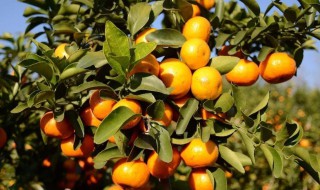 沙糖桔树苗耐寒吗（沙糖桔树苗生长环境）