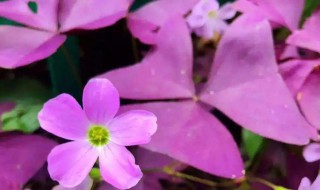 紫叶酢浆草的花语和寓意 紫花酢浆草的花语