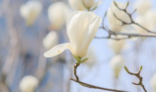 白兰花冻伤了怎么办（白兰花冻伤了怎么办用什么药）