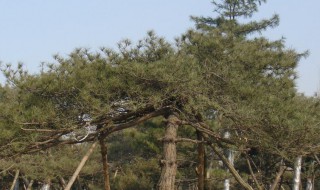 松树几月份移栽成活率高 松树苗几月份移栽容易成活