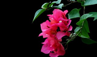 三角梅一直不开花是什么原因 三角梅总是不开花是什么原因