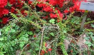 五翅莓下山桩怎么种 五翅莓下山桩种植