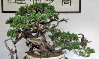 真柏盆景养护方法 真柏盆景的养护方法