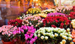 在冬天开的花有哪些 在冬天开的花有哪些图片