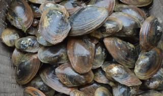 炒河蚌的做法大全 炒河蚌的家常做法