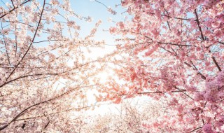 樱花想见你中文版歌词 樱花樱花想见你原版歌词