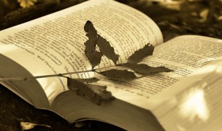 兔子拼音怎么写 兔子拼音怎么写的拼