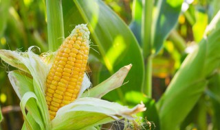 玉米的拼音怎么写 玉米的拼音怎么写的拼音怎么读