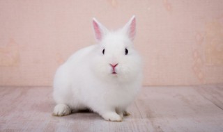 小白兔儿歌歌词（小白兔儿歌歌词改编）