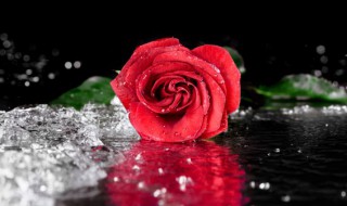 舒伯特玫瑰歌词（舒伯特玫瑰歌词完整版）