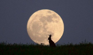 千里共婵娟歌词 千里共婵娟歌词程响