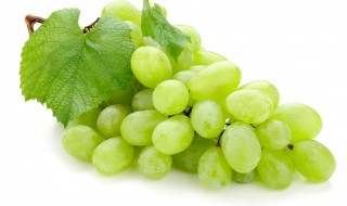 葡萄的拼音怎么写 葡萄的拼音怎么写的拼音怎么读