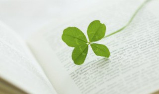 篱怎么读（篱怎么读 拼音）