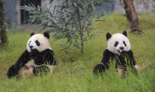 熊猫的拼音怎么写 熊猫的拼音怎么写的拼音怎么读