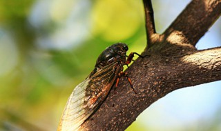 螓怎么读（螓首怎么读）