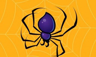 蜘蛛英语怎么读（蜘蛛英语怎么读音）