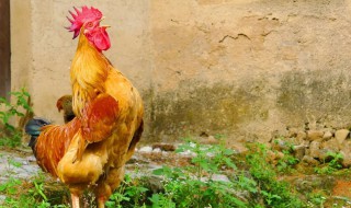 公鸡英语怎么读 公鸡英语怎么读音发音