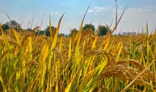 关于丰收的手抄报 关于丰收的手抄报内容