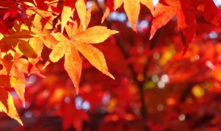 关于秋的手抄报（关于秋的手抄报七年级）