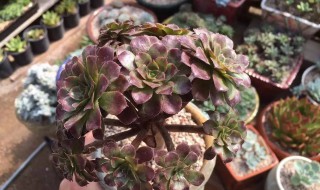 法师夏天怎么浇水方法 法师夏天怎么浇水方法图片