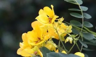 黄槐决明是两性花吗（黄槐决明的花期）