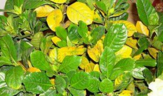 绿植黄叶是怎么回事（植物黄叶是怎么回事）