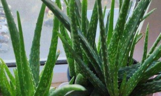 美容芦荟怎么养才能更旺盛（怎样让芦荟长得更旺盛）