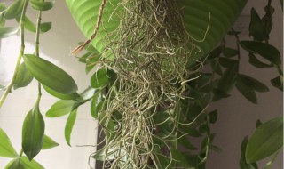 老人须怎么养殖长得快 老人须长得快不快