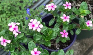 长春花不开花怎么回事（长春花不发芽怎么回事）