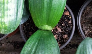 君子兰怎么留种子（君子兰怎么留种子视频教程）