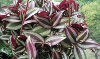 紫色吊兰怎么水培养殖方法 紫色吊兰怎样种植的