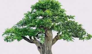 山格木怎么养护方法 山格木怎么养护方法图解