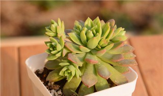 马库斯多肉怎么养爆盆（马库斯多肉怎样爆盆）