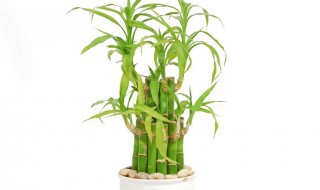 宝塔竹怎么养长的好 宝塔竹怎么养才养得活