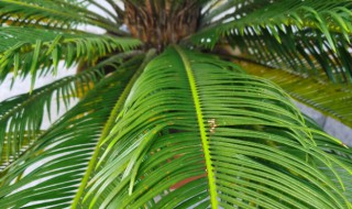 铁树怎么修剪方法 铁树怎么修剪方法图解