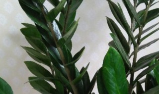 摇钱树怎么浇水方法(摇钱树浇水要浇透吗)