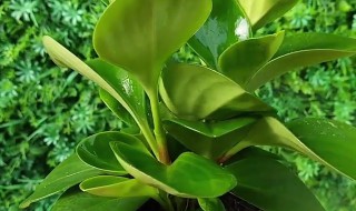 碧玉怎么繁殖方法和注意事项 碧玉如何养护 如何繁殖