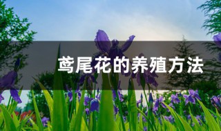 鸢尾花怎么养殖方法 鸢尾花怎么养殖方法视频