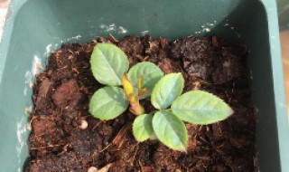 杏仁怎么发芽（杏仁怎样发芽）