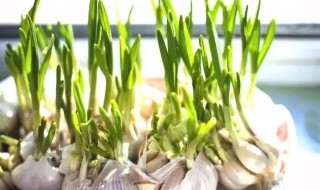 大蒜怎么留种子(大蒜怎么留种子视频)