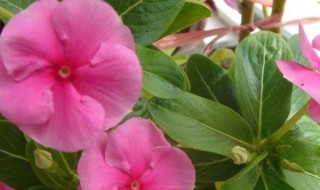 长春花怎么种植（长春花怎么种植方法）