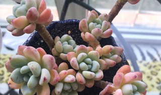 劳尔怎么繁殖方法和注意事项 劳尔怎么繁殖,什么季节繁殖好