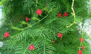 茑萝松怎么过冬天（松萝生长环境）