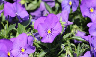 三色堇怎么繁殖方法和注意事项（三色堇花怎么繁殖）