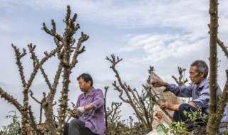 花椒树怎么剪枝 花椒树怎么剪枝管理