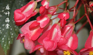 麻叶海棠怎么修剪方法（麻叶海棠怎么修剪方法图解）