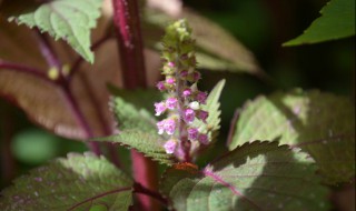 紫苏花怎么养殖方法（紫苏的养植方法）