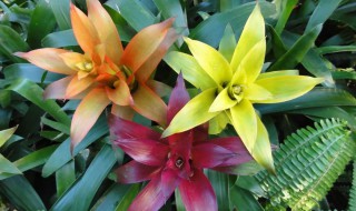 凤梨怎么养殖方法和注意事项（凤梨怎么养殖方法和注意事项视频）