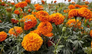 万寿菊怎么发芽快（万寿菊怎么发芽快呢）